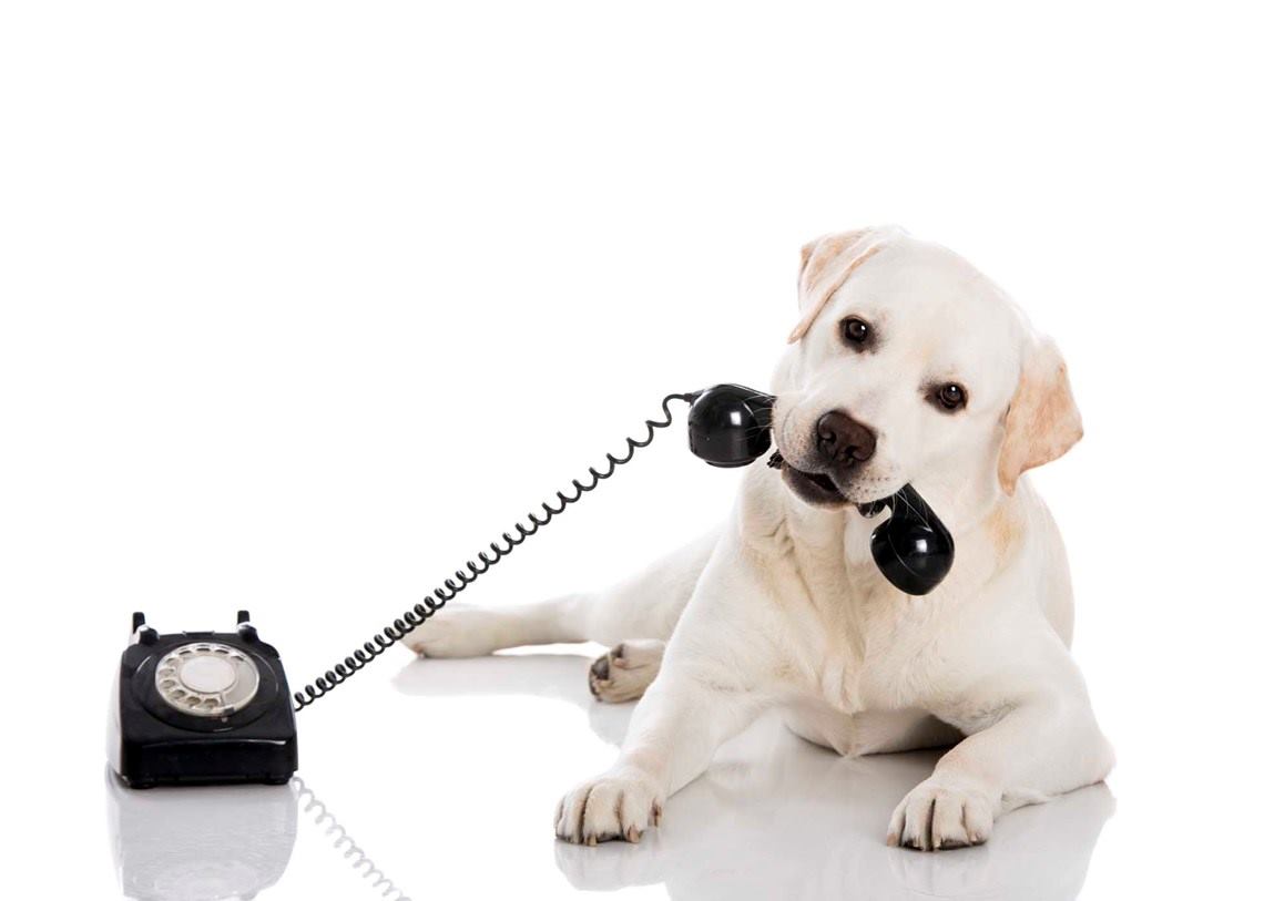 Labrador sosteniendo teléfono en la boca