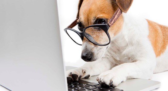 Perrito con gafas y laptop